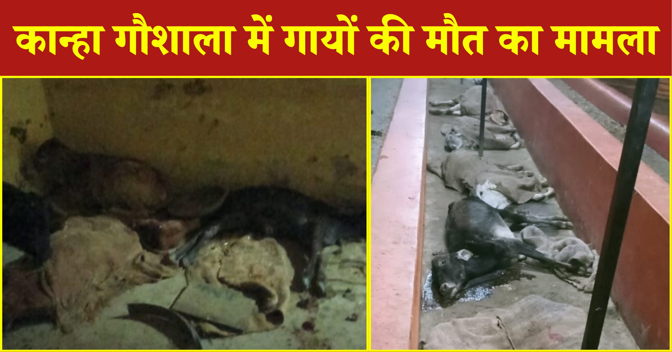 कान्हा गौशाला में गायों की मौत का मामला, कर्मचारियों ने डीएम से लगाई गुहार